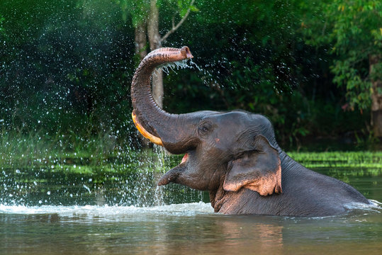 Asian elephant herd in Minneriya