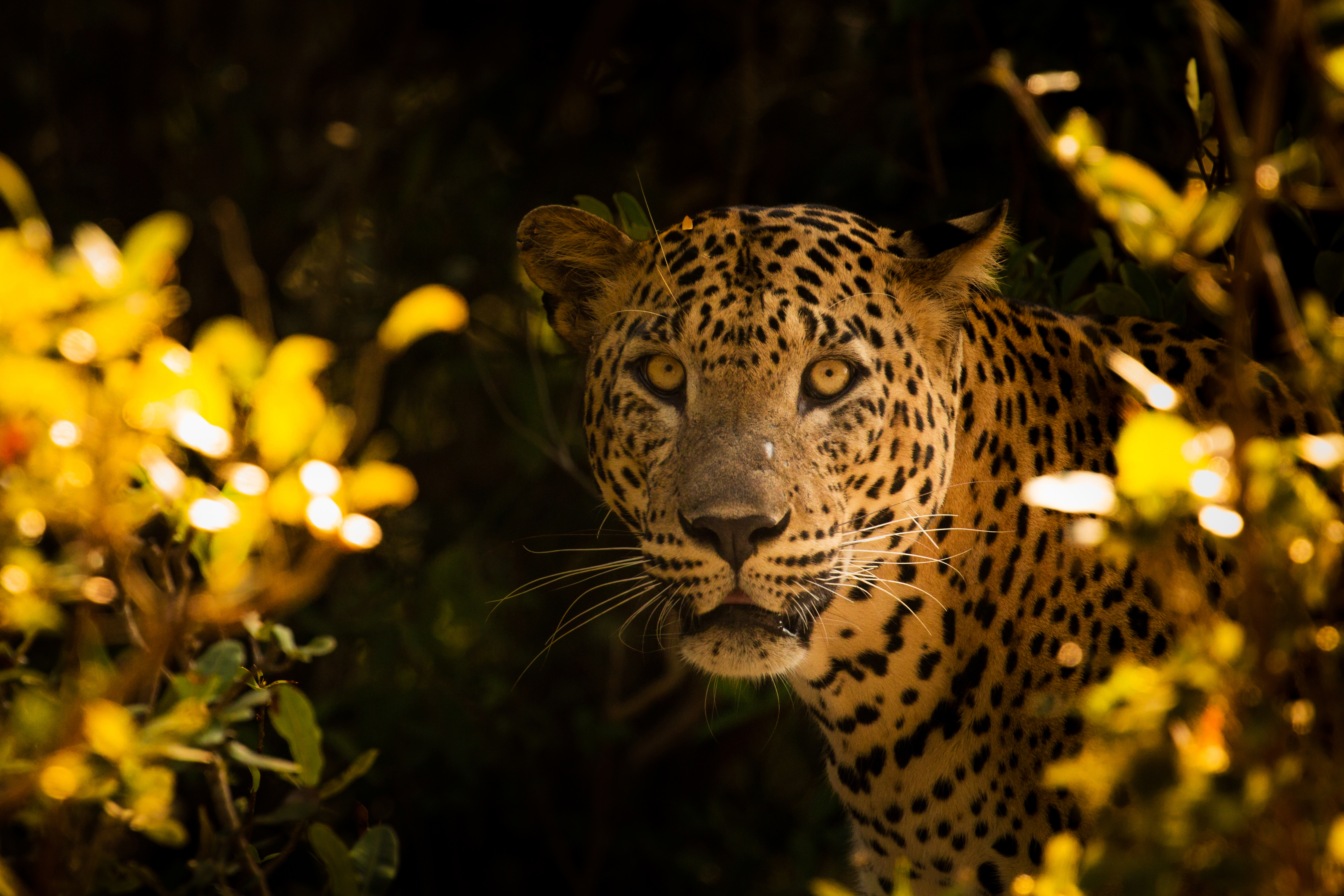 Sri Lankan leopard in Yala National Park