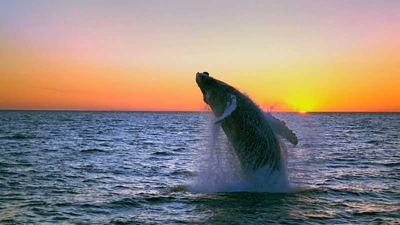 Blue whale off the coast of Mirissa